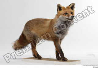 Red fox whole body 0002.jpg